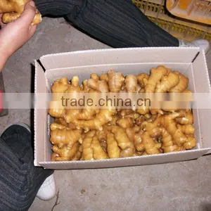Ginger thumbnail-1