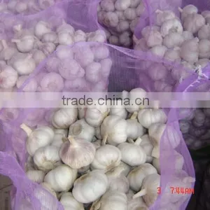 Chinese Garlic 2015 Crop thumbnail-3