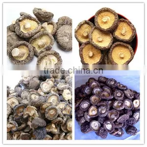 Fresh Shiitake Mushroom /high Quality Xianggu for Sale thumbnail-3