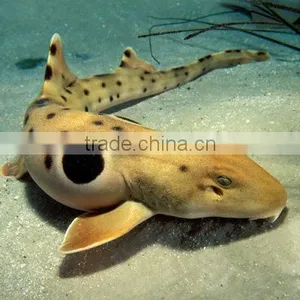 Shark Exporter thumbnail-1