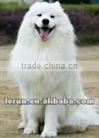 Automatic Stainless Steel Pet Dog Food Processing Machinery thumbnail-1