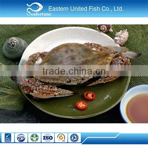 Export Hot Sale Blue Swimming Crab thumbnail-1