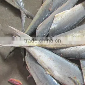 Frozen Mahi Mahi Fish Whole Around (Coryphaena Hippurus) thumbnail-6