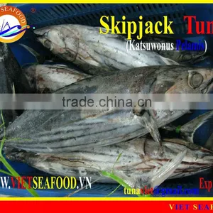 FROZEN WHOLE ROUND SKIPJACK TUNA thumbnail-1