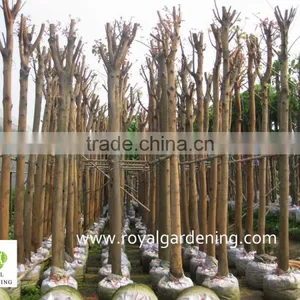 Ficus Religiosa for Shipment thumbnail-1