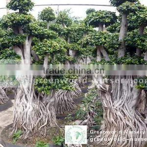 Ficus Microcarpa Root Shape thumbnail-1