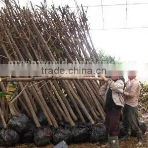 Magnolia Grandiflora Seller thumbnail-1