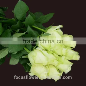 Hot Selling Fresh Black Roses in Delhi Fresh Flowers From China thumbnail-1