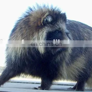 Dehaired Raccoon Hair Brown Color for Spinning thumbnail-5