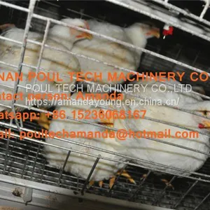 Guyana Poultry Farming Equipment - A Type Battery Broiler Chicken Cage With Automatic Chicken Manure Clean Machine thumbnail-2