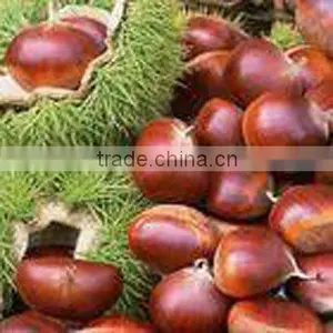 Fresh Chestnut thumbnail-1