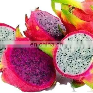 Dragon Fruit in Vietnam is Rich in Nutrients at the Best Price thumbnail-3