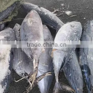 Big Size Belted Bonito and Sarda Orientalis thumbnail-3