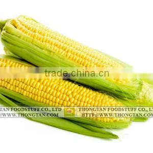 Sweet Corn in Can thumbnail-1