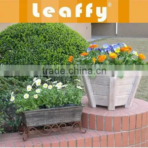LEAFFY-Chinese Fir Planter M, S 04-009 thumbnail-1