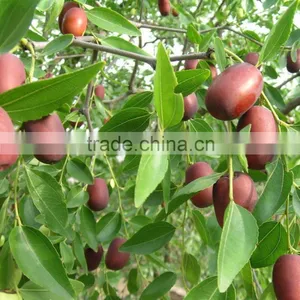 Dried Sweet Jujube and Organic Red Dried Jujube thumbnail-1