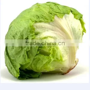 Fresh Lettuce thumbnail-1