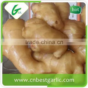 Made in China Chinese Fresh Young Gingers thumbnail-4