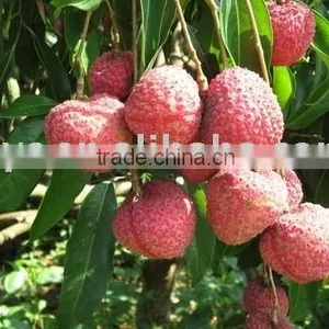Litchi thumbnail-1