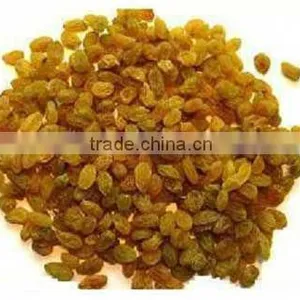 GOLDEN RAISIN FROM INDIA thumbnail-1