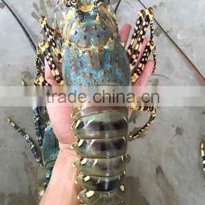 Vietnam Alive Flower Lobster thumbnail-2