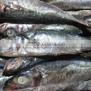 Jack Mackerel thumbnail-1