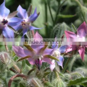 Pure Herbal Extract Borage Seed Oil HALAL thumbnail-2