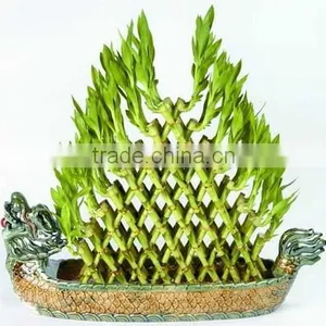 Pyramid Lucky Bamboo Dracaena Sanderiana thumbnail-1