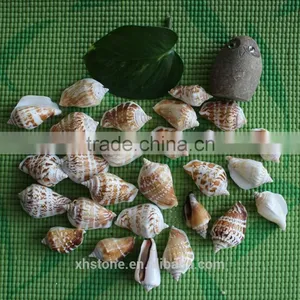 Natural Decotative Semicassis Inornata Seashell for Sale thumbnail-2