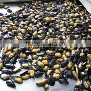 IQF Blue Mussel Without Shell thumbnail-2