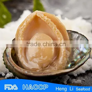 Seafood Fresh Abalone thumbnail-1