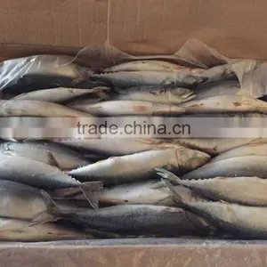 Landfrozen Mackerel 150-200g thumbnail-3
