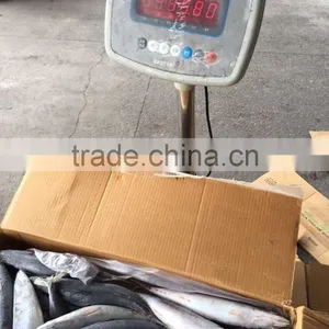 2016 Landing Sea Frozen Mackerel 250-300g thumbnail-6