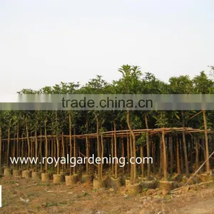 Mangifera Trees thumbnail-2
