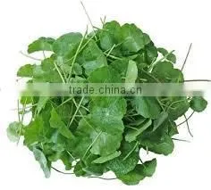 Centella Asiatica Extract thumbnail-4