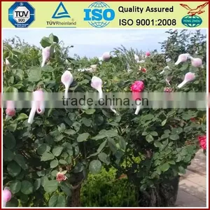 PE Plastic Protection Sleeve Packing Net for Flower Bud thumbnail-4