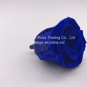 Wholesale3-4cm Elegant Real Touch Preserved Rose Flower thumbnail-4