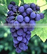 Grape Seed P.E./Proanthocyanidin/CAS No: 84929-27-1 thumbnail-1