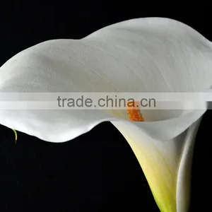 New Stylish Calla Lily Flower for Decor thumbnail-6