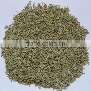 Fennel thumbnail-1