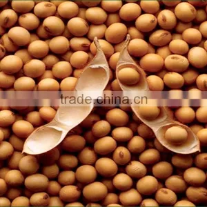 Soy Beans thumbnail-1
