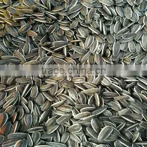 Sunflower Seeds 3638 thumbnail-1
