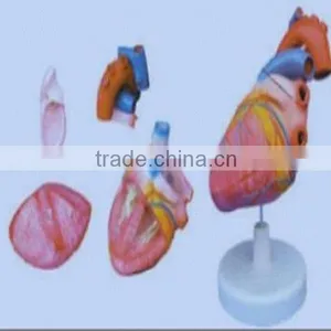 Teaching Anatomical Three Parts Human Heart Model thumbnail-1