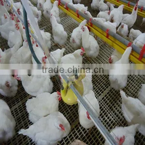 Broiler Breeder Equipment thumbnail-1