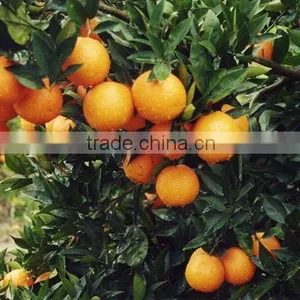 Talya Orange Oil thumbnail-3