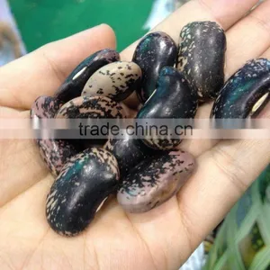 Large Black Speckled Kidney Beans New 2014 , Organic Black Speckled Kidney Beans thumbnail-2