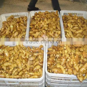 Supply Chinese Fresh Young Ginger thumbnail-1