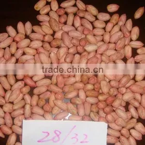 Fresh Peanut on Market in Oct. thumbnail-1