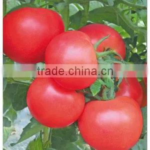 Hybrid F1 Indeterminate Growth Best Heirloom Big Pink Tomato Seeds For Sale-Mystery thumbnail-1