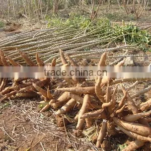Stainless Steel Carbon Steel Sweet Potato Grain Processing Machine thumbnail-3